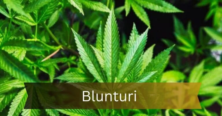 Blunturi – A Comprehensive Guide!